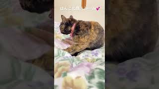 ふみふみが止まらない猫🐱