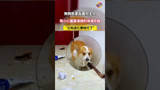 狗狗拆家后面对主人，将小心翼翼演绎的淋漓尽致