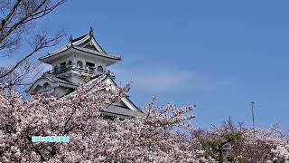 長浜市豊公園　桜の風景