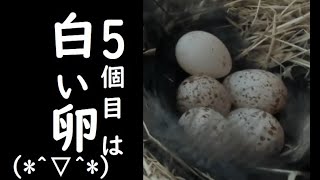 【ツバメさん(Swallow nest)2nd season】5個抱卵中。1個白い卵˙˚ʚ( •ｖ• )ɞ˚˙(Incubating 5.     1 white egg)2nd 20210625