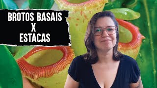 FAZENDO MUDAS POR BROTO BASAL | NEPENTHES