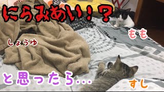 3匹の子猫が睨み合ってると思ったら...【再アップ】