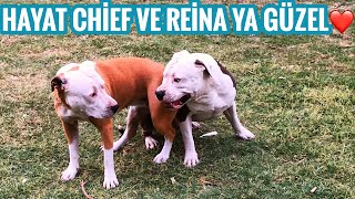 AMSTAFF CHIEF VE PITBULL REINA NIN MUHTEŞEM OYUNU🙂