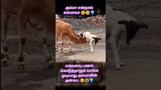 #இப்படி 😭#எப்படி😭 #குழந்தை 😭#animals😭#cow 😭#cows😭 #shorts #short #shortsfeed #shortsvideo#அம்மா😭#fyp