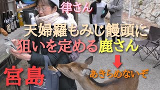 【宮島】天婦羅もみじ饅頭🍁【もらえるまで諦めないぞ】鹿さん vs 律さん