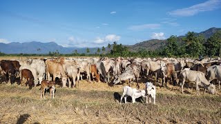 மலை மாட்டு கன்றுகள் விற்பனைக்கு வாங்கலாமா / mysteryofvillage