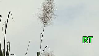 শরতে কাশ ফুলের সৌন্দর্য | Amazing beauty of kan grass | Natural beauty of Bangladesh 🇧🇩 ♥️