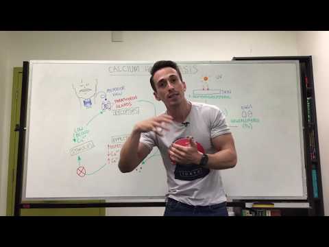 What are the names of the two glands involved in calcium regulation?