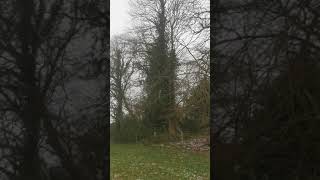 large diseased Ash tree felling