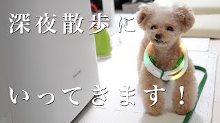 帰り道だと足取りが早くなりすぎる犬がこちらですw【トイプードル】