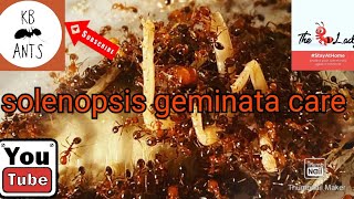 Solenopsis geminata/invicta care