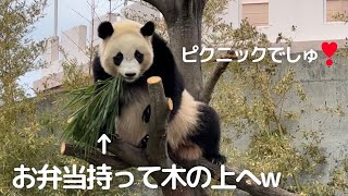 可愛いさレベチ😍笹をくわえて木の上でピクニック♪降り方ナナメw子パンダ楓浜🍁