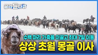 지금껏 보지못한 역대급 이사! 상상 그 이상 | 눈보라 치는 산맥을 넘어 가는 몽골 유목민 | 대자연과 가축 | 가장 오래된 동행 | 다큐프라임 | #골라듄다큐