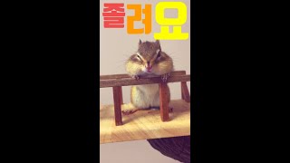 나른한 일요일 오후 다람쥐 / sleepy sunday afternoon squirrel