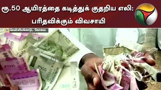 ரூ.50 ஆயிரத்தை கடித்துக் குதறிய எலி: பரிதவிக்கும் விவசாயி