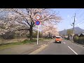 川端通2019年4月6日桜並木