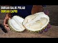 No. 4 | Durian Capri | Best Durian in Balik Pulau Penang