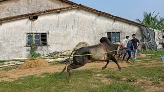 Tadasanahalli kolegaraMost Famous Bull Of Horihabba Hattihabba Karnataka