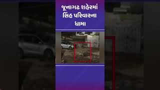 જૂનાગઢ શહેરમાં સિંહ પરિવારના ધામા | #lion #junagadh #gujarat #shorts #tv9gujarati