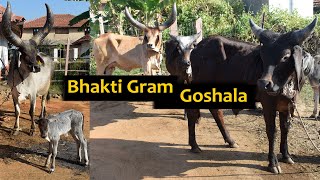 Bhakti Gram Goshala | Kankrej Gaushala | Kankrej Cow