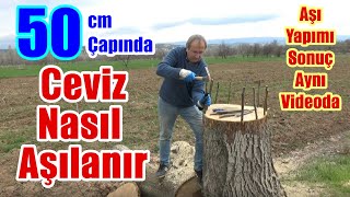 Ceviz nasıl aşılanır / Kabuk altı kalem aşı / Ceviz aşısı / Ceviz aşısı nasıl yapılır