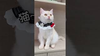 【嗯昂喵小暖】小暖：非得要证明自己是只猫对吧…#记录猫咪日常＃喵喵教