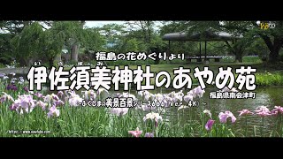 福島の花めぐりより Ｖｅｒ. 4Ｋ～ 福島県会津美里町 伊佐須美神社の”あやめ苑” ～