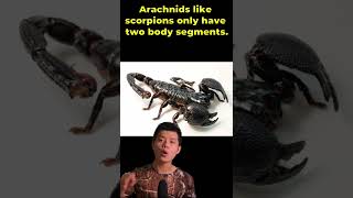 How to differentiate between scorpions and insects | Are Scorpions Insect #shorts 2