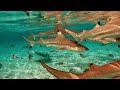 blacktip reef sharks in bora bora lagoon french polynesia