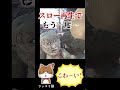 【恐怖！】猿のオブジェの目が動いた！？