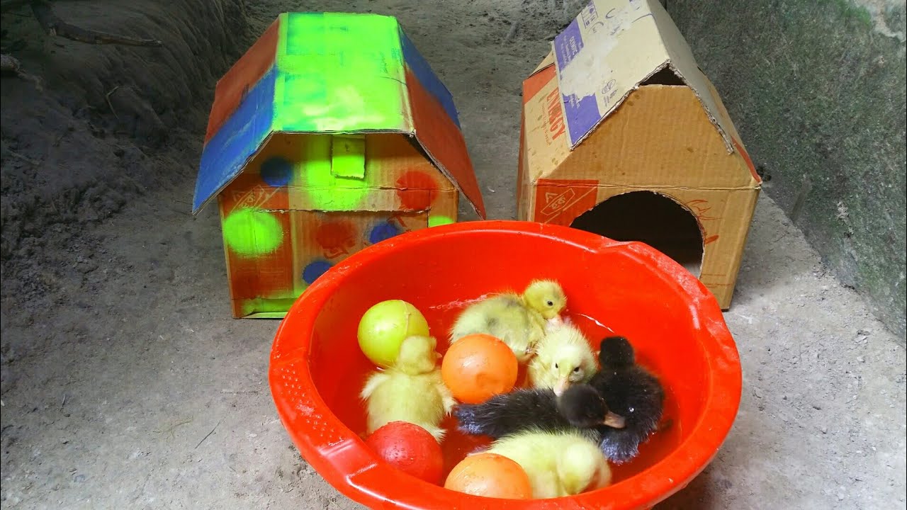 So Beautiful Baby Duck Playing Water Youtube