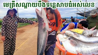 ថ្ងៃនេះ បានមេត្រីសណ្ដាយធំណាស់ លើកសឹងមិនរួច 🐟👍 || Freshwater Fish Market KH [Ep. 428]