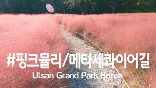 [4K Walker]울산대공원 핑크뮬리/메타세콰이어길/가을단풍/(Ulsan Grand Park in Ulsan)