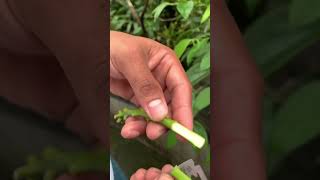 #shorts മാവ് simple ആയി ഗ്രാഫ്റ്റ് ചെയ്യാം | #grafting  technique