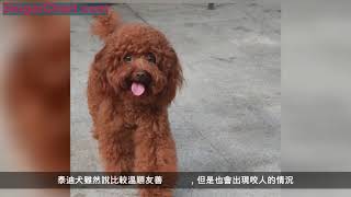 這4點導致現在養泰迪犬的人比以前要少？