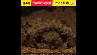 दुनिया की सबसे खतरनाक मछली🤯 | Stone fish | most poisonous fish | #shorts #fish