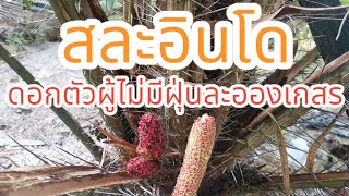 สละอินโดดอกตัวผู้ทำไมไม่มีเกสร​ มีคำตอบ(4k)