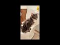 zorra the cat masters the toilet