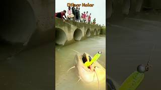 Ketika seorang suhu ingin mencoba menaklukan seekor ikan monster. #giantfish #fishing #amazing