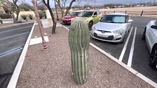 Saguaro of the Day: \