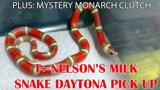 FREAKY NELSON'S MILK SNAKE PICK UP in DAYTONA!