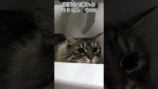 洗面台で暴れる猫 その2 DAY470 #shorts #cat #猫