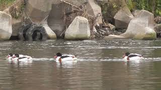 F0081　大分川　ツクシガモ　Oita River   Common Shelduck