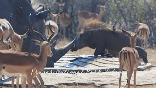 Stubborn Warthog headbutts a Rhino.