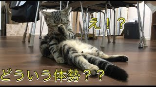 体が柔らかい猫ちゃんの凄い体勢でグルーミング！可愛いけどその体勢きつくないの？