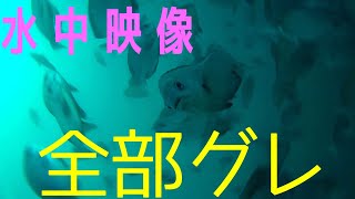 2019.10.19  愛媛県漁港【水中映像】