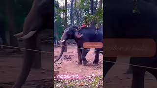 സുരേന്ദ്രൻ v/s അരി കൊമ്പൻ/Mission ARIKOMBAN 🐘🐘🐘