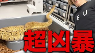 【※Ferocious Giant Snake】I Got Confronted by a Dangerous Individual...｜Ball Python Bite