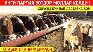 ЯНГИ ПАРТИЯ СИММЕНТАЛ БУКАЛАР КЕЛДИ ОТАБЕК ОҒАНИ ФЕРМАСИ !!! ХОРАЗМ БОЗОР