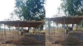 low cost shed construction | poultry shed | कमी खर्चात शेड ची सीलिंग कशी बनवावी | #गावरानकुकटपालन